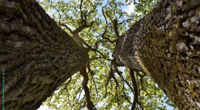 Un programme scientifique au chevet des forêts du Loiret