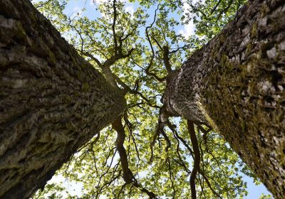 Un programme scientifique au chevet des forêts du Loiret