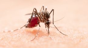 Antimoustiques : que valent les répulsifs naturels ?