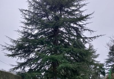 Conflit de voisinage au sujet des végétaux : que faire ?