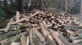 Pratiques frauduleuses lors des ventes de bois : un sujet brûlant !