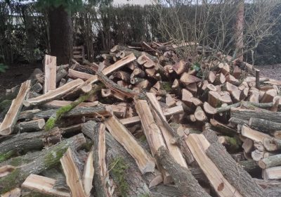 Pratiques frauduleuses lors des ventes de bois : un sujet brûlant !