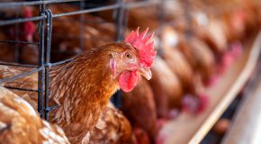 Les œufs de poules en cage au rayon des promesses non tenues !